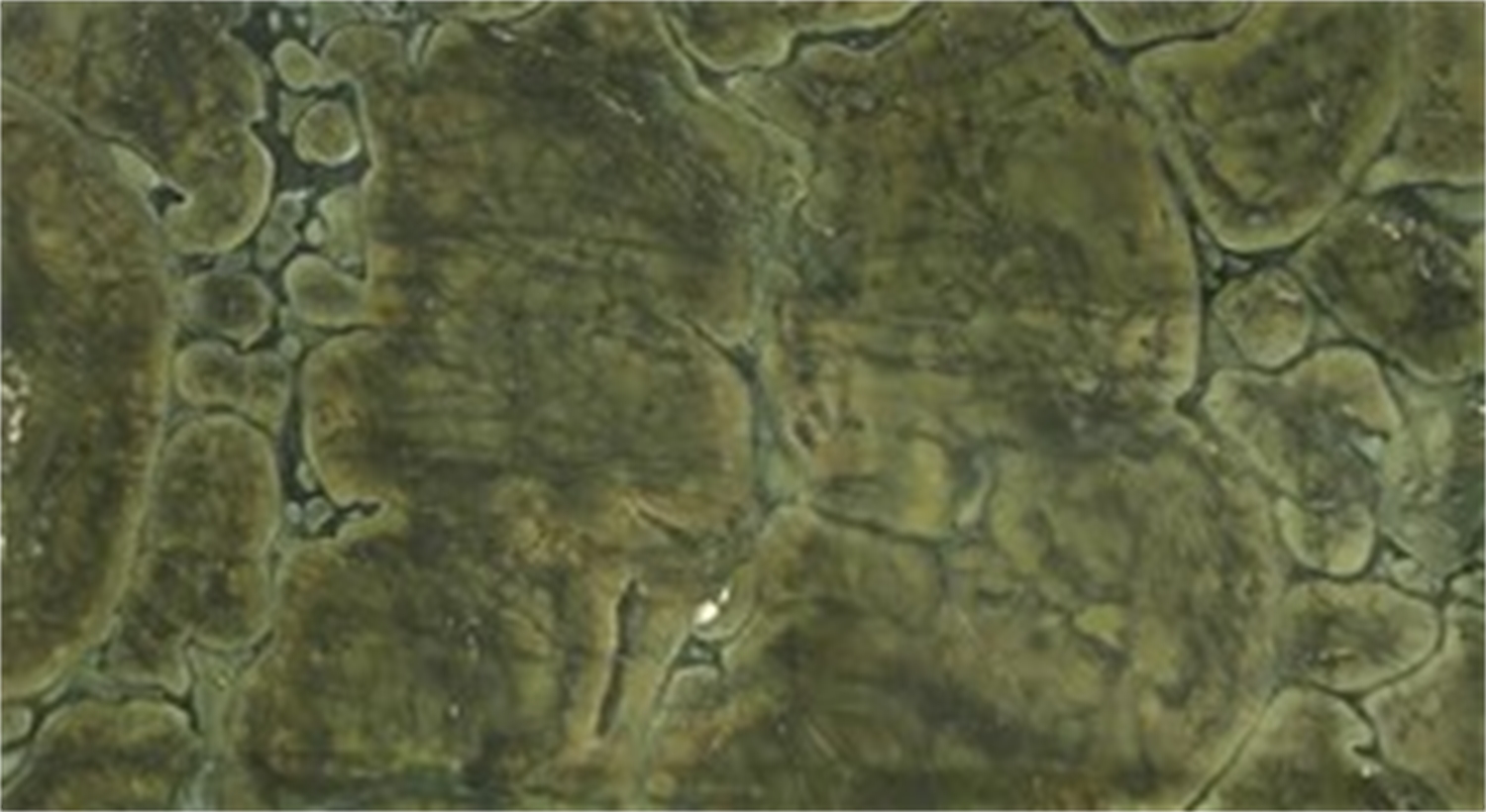 Green Victoria Verzoet