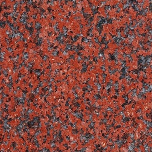 African Red Poli